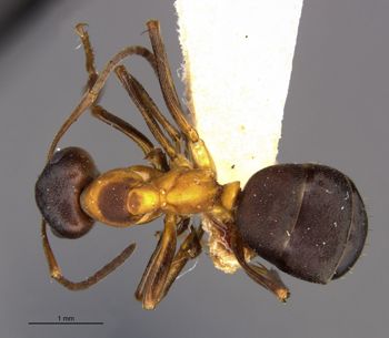 Media type: image;   Entomology 21730 Aspect: habitus dorsal view